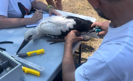 ДТЕК Одеські електромережі долучився до міжнародного проєкту із захисту білого лелеки
