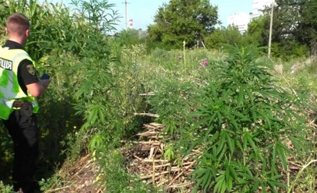 У Городку чоловік отримав умовний термін за вирощування конопель