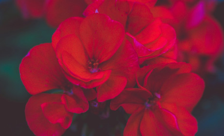 Плюси квітів з доставкою в Троїцькому та чому варто звернути увагу на послугу