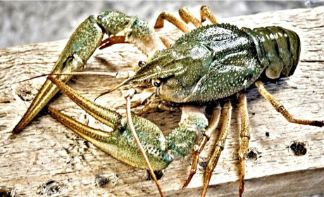 З 15 серпня ловити раків заборонено: скільки триватиме заборона і що передбачено за порушення