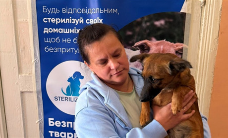 У Звягелі 13 і 14 липня стерилізуватимуть собак: деталі