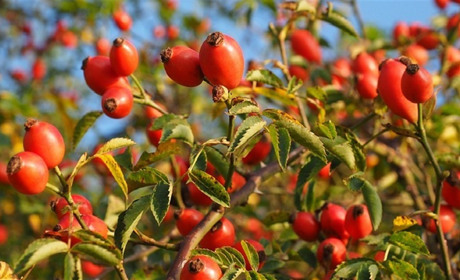 4 вересня: народний календар і астровісник