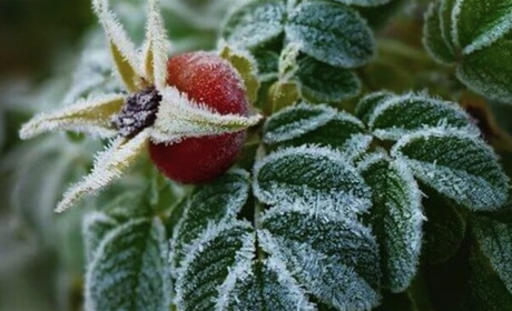 17 жовтня на Київщині очікуються заморозки