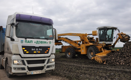 «Несолодкий» хліб «дзвонівських» буряководів: на Чортківщині триває сезон збирання цукристих