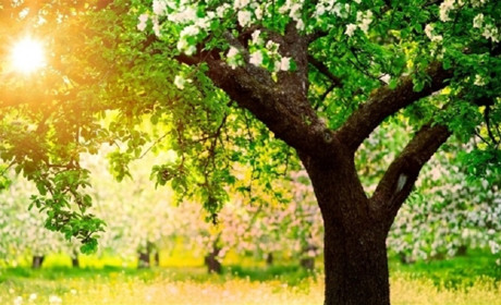 Посадять дерева і на Білопільщині:  скільки і де?