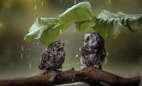 На вихідних на Сумщині дощитиме і трішки похолодає