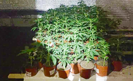 Житель Ставів вирощував вдома в гаражі коноплі