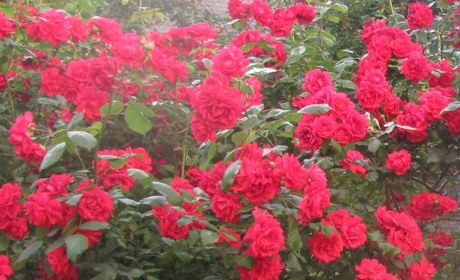 «Миллион» алых роз, или Розовая стометровка во дворе мелитопольских пятиэтажек