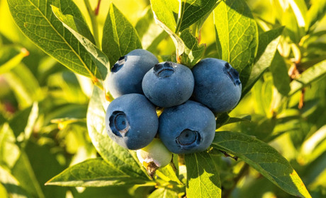 Збір грибів і ягід: які ліси Сарненського району заборонили відвідувати