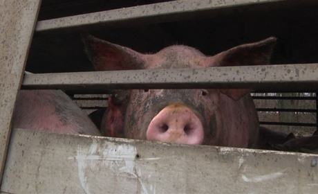 Поблизу Сватового застрягла фура із 180 свиньми. Майже добу її не можуть витягти (оновлено)