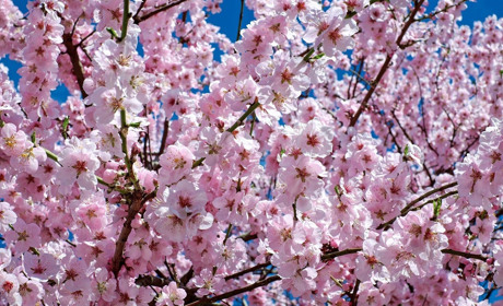 Головоломка на три рівня складності: складіть весняні квіти та пейзажі з деталей