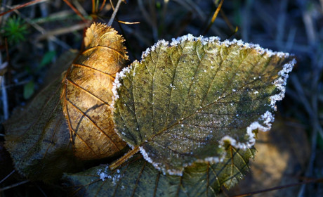 На Луганщині очікуються заморозки до -5 градусів: що варто знати сватівчанам