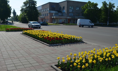 У Корюківці цвітуть близько 4 тисяч тюльпанів! Поради, як правильно за ними доглядати