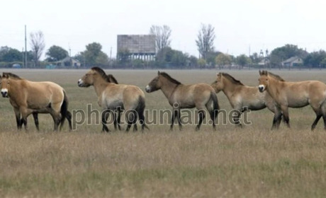 Частину тварин із заповідника "Асканія Нова" планують вивезти до Криму