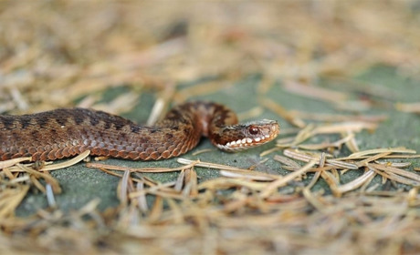 В Сарненському районі жінку вкусила гадюка