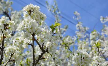 Квітуче Сватове: красиві пейзажі міста, на які варто подивитися та сфотографувати