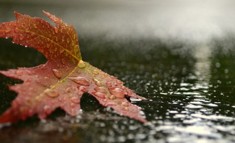 Вихідні будуть дощовими: прогноз погоди на 17-18 вересня