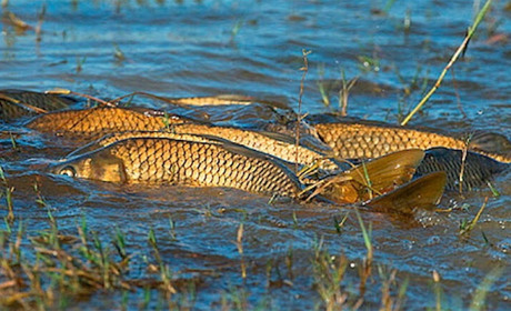 До уваги громадян Білопільщини: нерестова заборона