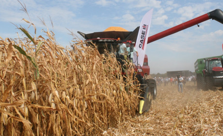 У Кагарлицькому районі намолочено 16917 тонн зерна кукурудзи при середній врожайності у 85,3 цнт/га