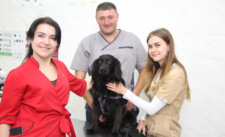 Рятують і лікують наших тварин