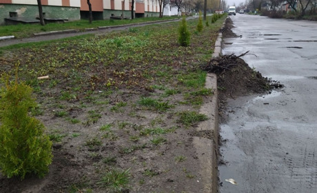У Володимирці у "чистий четвер" висадили декоративні дерева та прибрали узбіччя вулиць - це акція