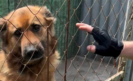Як волонтери UAnimals та "Білі янголи" рятували собак з прикордоння Сумщини (відео)