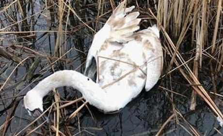 З'ясували причину загибелі лебедів на річці. На території Нацпарку ввели карантинні обмеження: де