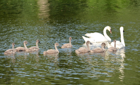 Родина лебедя в Кагарлику поповнилася на 9 лебедят