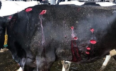 Росіяни обстріляли Ободи: люди не постраждали, худобу посікло осколками