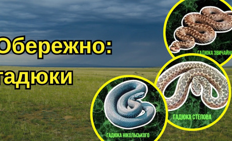 У Золотоноші жінка виявила у дворі отруйну змію