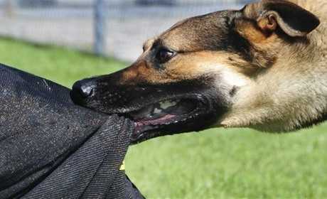 18+ У Біляївці в центрі собака покусав жінку-пенсіонерку: проблема набуває масового характеру