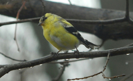 Погода в Кагарлику та Ржищеві на тиждень - із 24 по 30 березня