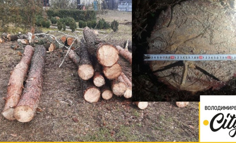 Прихопили знаряддя злочину та втекли на підводі – у Сопачеві троє невідомих незаконно рубали ліс