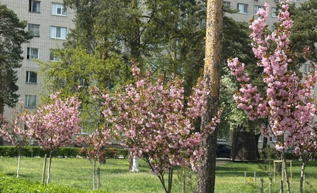 Погода у Нетішині та в області на 26 квітня