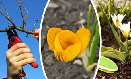 Місячний календар садівника та городника на березень 2026 року