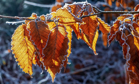 Хмарно і перші морози: якої погоди чекати мешканцям Сватівщини з 9 по 15 листопада 2020