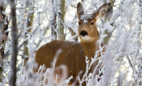 Погода на Сумщині та в Україні: що прогнозують синоптики найближчими днями