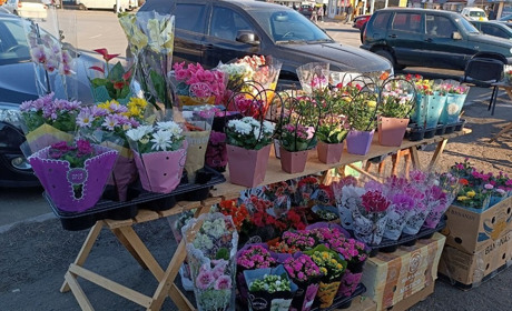 Тюльпан по 70 гривень: почім продають квіти до 8 березня у Переяславі?