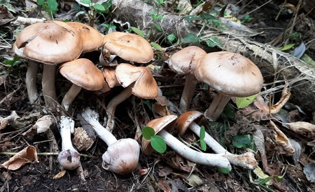 Не знаєш що збираєш – не збирай! І знову про отруєння грибами