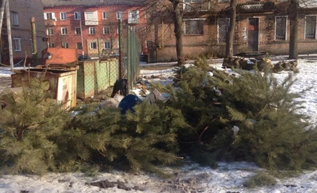 У Звягелі працює пункт прийому використаних новорічних ялинок та сосен: адреса