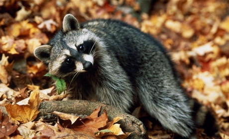 Яскравий жовтень - прогноз погоди до кінця тижня та народні прикмети другого місяця осені