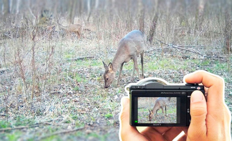 Фотопастки за 5 кілометрів від людей. Володимирчани не шкодують ніг, аби «вполювати» дикого звіра