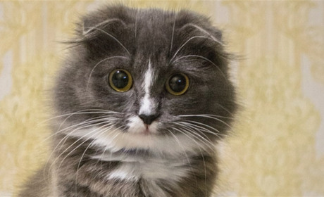 Знайомтеся: найкраща кішка Сватового Рюша, що любить побринькати на гітарі