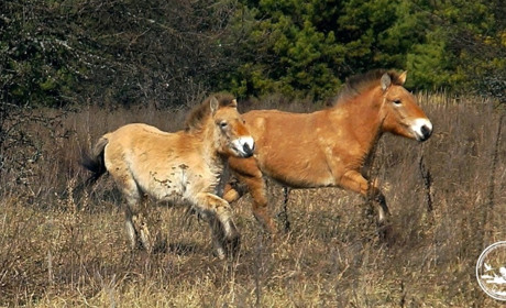 Міфи про Чорнобиль: що ми знаємо і що насправді відбувається в зоні