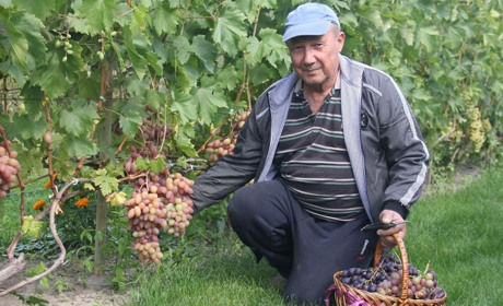 Відрада серцю й утіха для душі: мешканець Гущинців вирощує триста сортів і форм винограду
