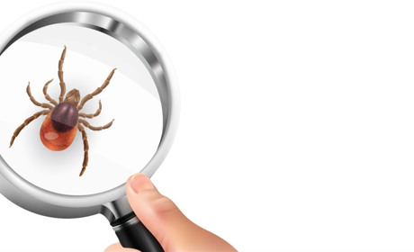 Полтавська область – лідер за поширеністю хвороби Лайма: чим загрожує укус кліща і як вберегтися