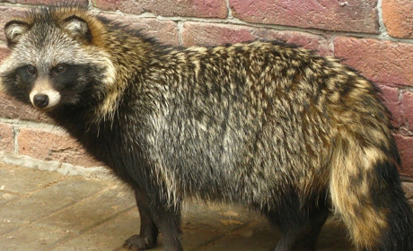 У Верхосулці зафіксовано випадок сказу єнотоподібного собаки