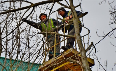 В Нікополі планують видалити 351 дерево та 40 кущів: дізнайся адреси