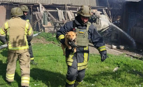 У Петропавлівці рятувальники допомогли песику