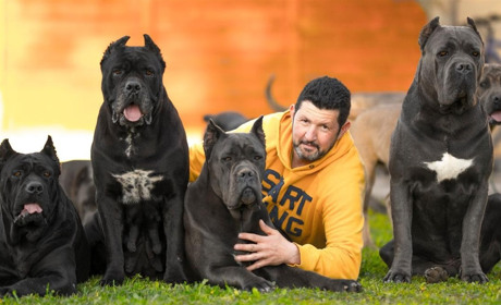 Уряд затвердив перелік небезпечних порід собак: що змінилося для власників